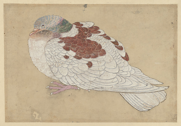 Bird